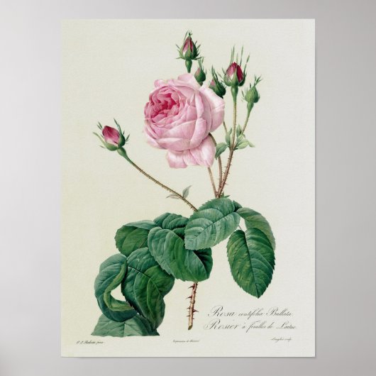 Rosa Centifolia Bullata Poster (Voorkant)