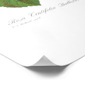 Rosa centifolia bullata poster (Hoek)