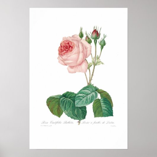 Rosa centifolia bullata poster (Voorkant)