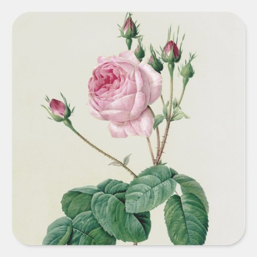 Rosa Centifolia Bullata Vierkante Sticker (Voorkant)