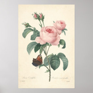 Rosa Centifolia Canvas Afdrukken Poster