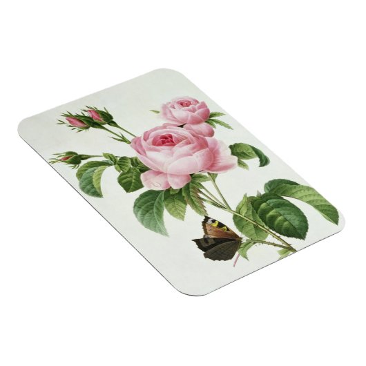 Rosa Centifolia Magneet (Rechterzijde)