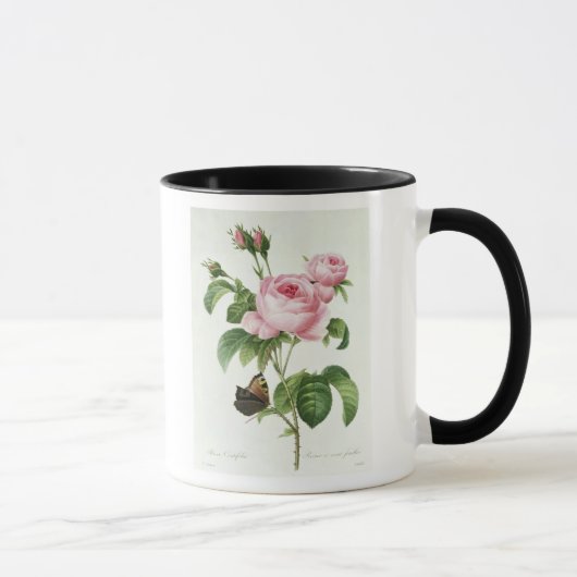 Rosa Centifolia Mok (Rechts)