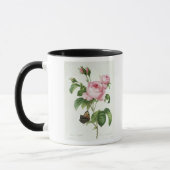 Rosa Centifolia Mok (Links)
