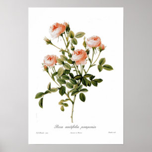 Rosa centifolia pomponia poster