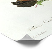 Rosa Centifolia Poster (Hoek)