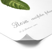 Rosa centifoliacea poster (Hoek)