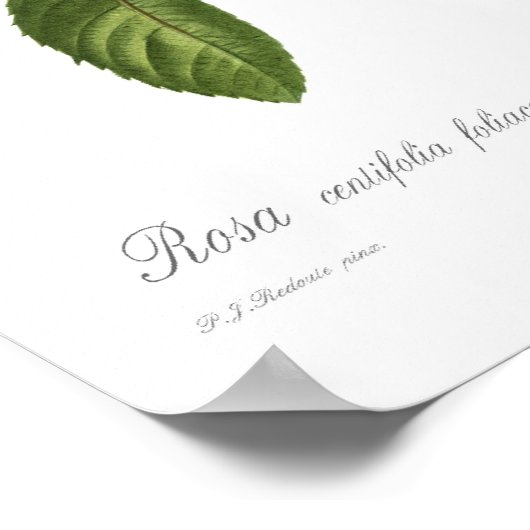 Rosa centifoliacea poster (Hoek)