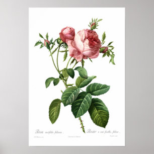 Rosa centifoliacea poster