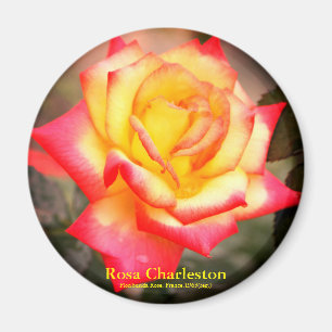 Rosa Charleston : aimant rond