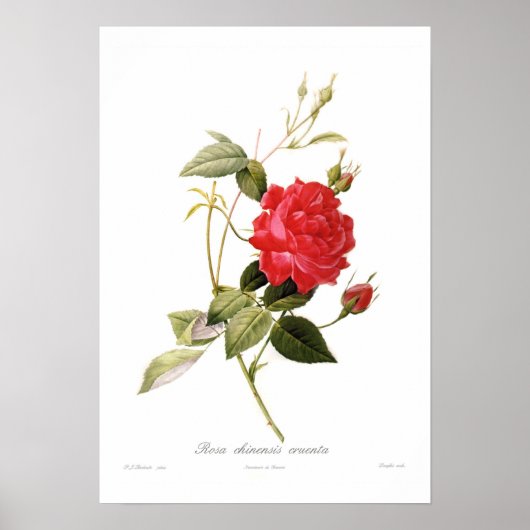 Rosa chinensis cruenta poster (Voorkant)
