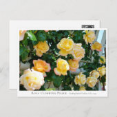 Rosa Climbing Peace Briefkaart (Voorkant / Achterkant)