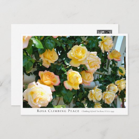 Rosa Climbing Peace Briefkaart (Voorkant / Achterkant)