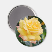 Rosa Climbing Peace Magneet (Voorkant / Achterkant)