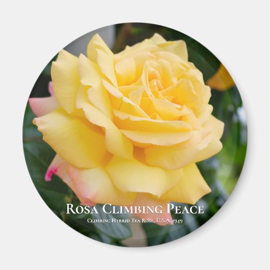 Rosa Climbing Peace Magneet (Voorkant)
