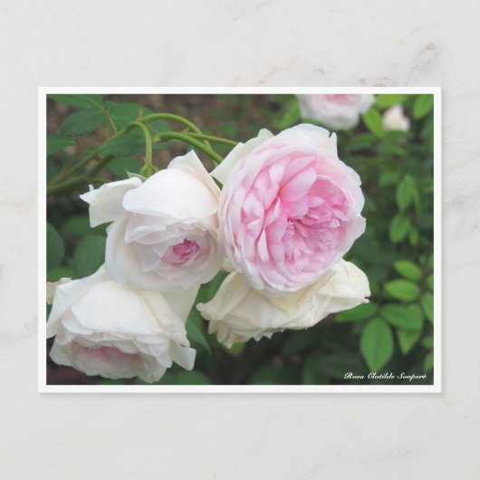 Rosa Clotilde Soupert Briefkaart (Voorkant)