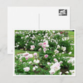 Rosa Clotilde Soupert:Briefkaart Briefkaart (Voorkant / Achterkant)