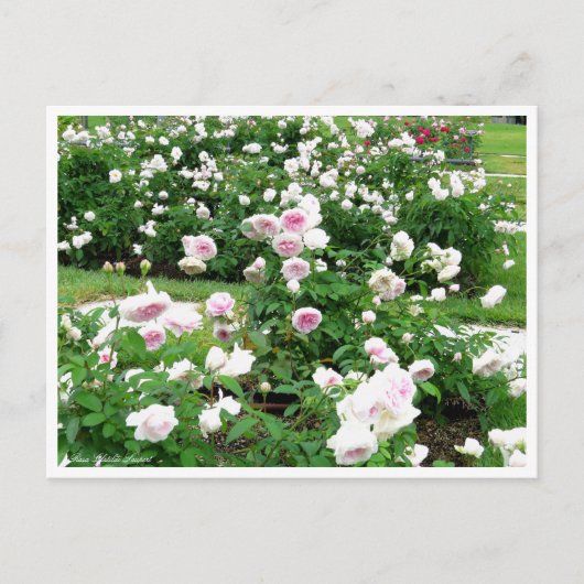 Rosa Clotilde Soupert:Briefkaart Briefkaart (Voorkant)