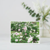 Rosa Clotilde Soupert : Carte postale (Debout devant)