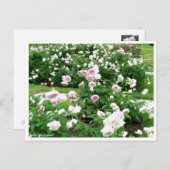 Rosa Clotilde Soupert : Carte postale (Devant / Derrière)