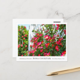 Rosa Cocktail Briefkaart