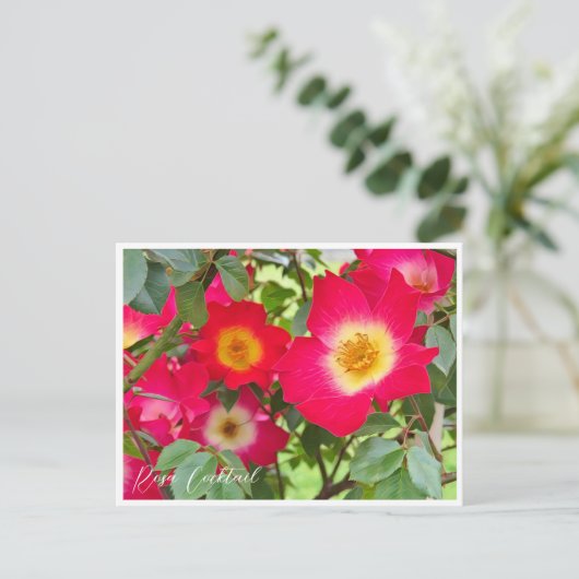 Rosa Cocktail Briefkaart (Staand voorkant)