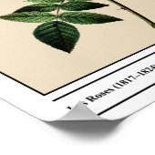 Rosa Collina Fastigiata Beige Poster (Hoek)