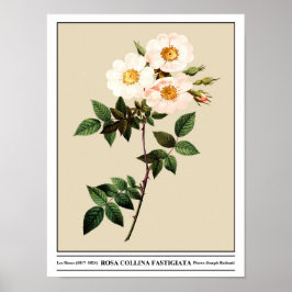 Rosa Collina Fastigiata Beige Poster