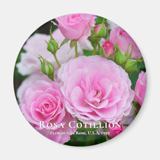 Rosa Cotillion Magneet (Voorkant)