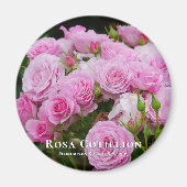 Rosa Cotillion Magneet (Voorkant)