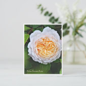 Rosa Crocus Rose Briefkaart (Staand voorkant)