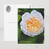 Rosa Crocus Rose Briefkaart (Voorkant / Achterkant)