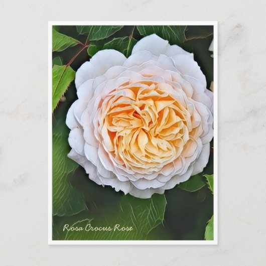 Rosa Crocus Rose Briefkaart (Voorkant)