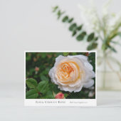 Rosa Crocus Rose Briefkaart (Staand voorkant)
