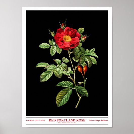 Rosa Damascena Coccinea Black Poster (Voorkant)