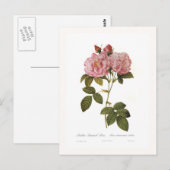 Rosa damascena italica briefkaart (Voorkant / Achterkant)