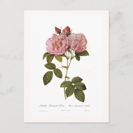 Rosa damascena italica briefkaart (Voorkant)
