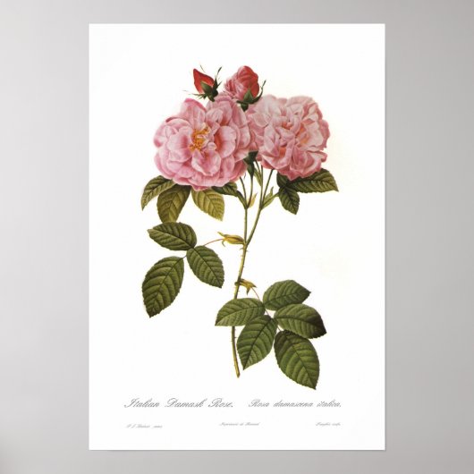 Rosa damascena italica poster (Voorkant)