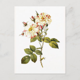 Rosa damascena variegata briefkaart