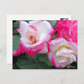 Rosa Destiny ［ Briefkaart ］ (Voorkant / Achterkant)