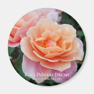 Rosa Distant Drums Magneet