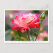 Rosa Double Delight Briefkaart (Voorkant)