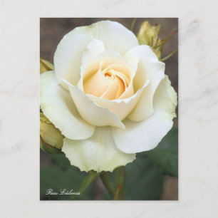 Rosa Edelweiss : Carte postale