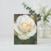 Rosa Edelweiss : Carte postale (Debout devant)