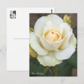 Rosa Edelweiss : Carte postale (Devant / Derrière)
