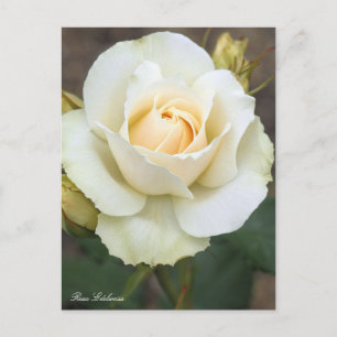 Rosa Edelweiss : Carte postale