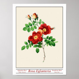 Rosa Eglanteria Beige Poster
