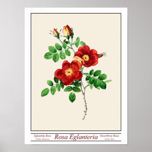 Rosa Eglanteria Beige Poster (Voorkant)