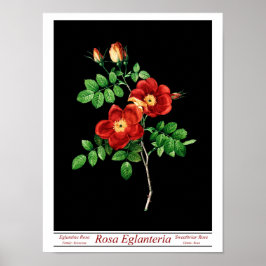 Rosa Eglanteria Black Poster