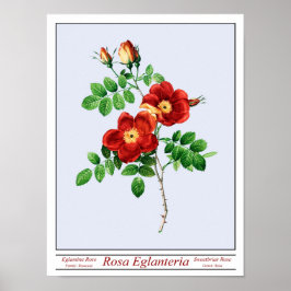 Rosa Eglanteria Blue Poster